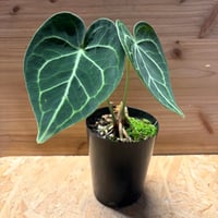 ネオレゲリア デメター | GREEN LUCK