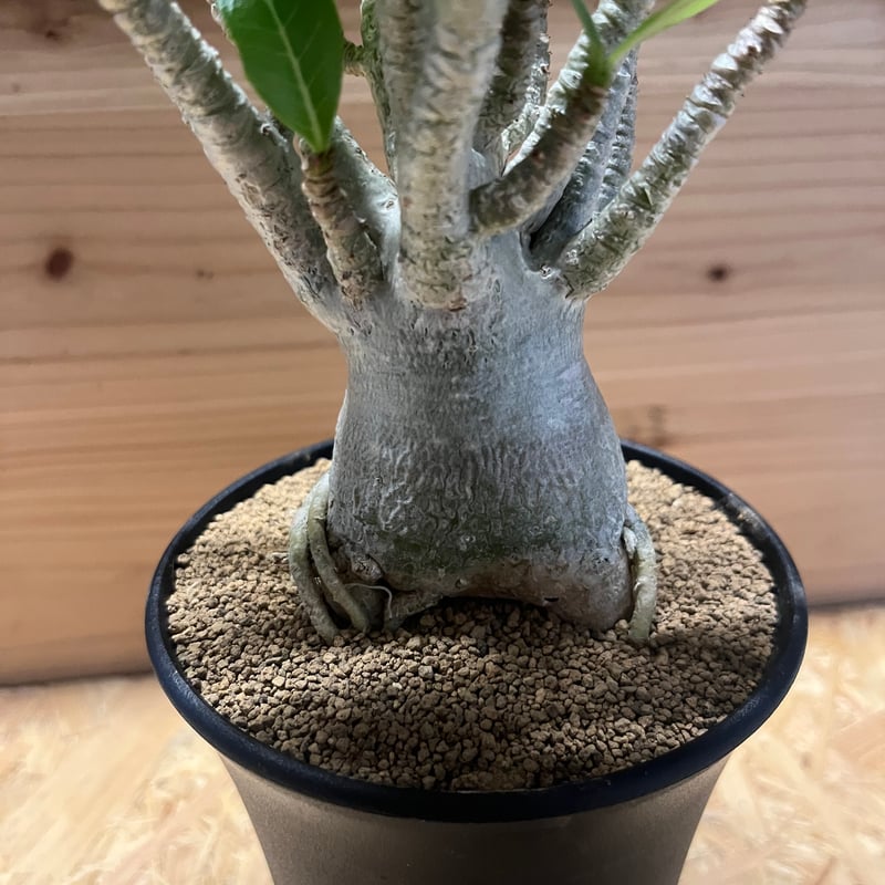 アデニウム アラビカム | GREEN LUCK