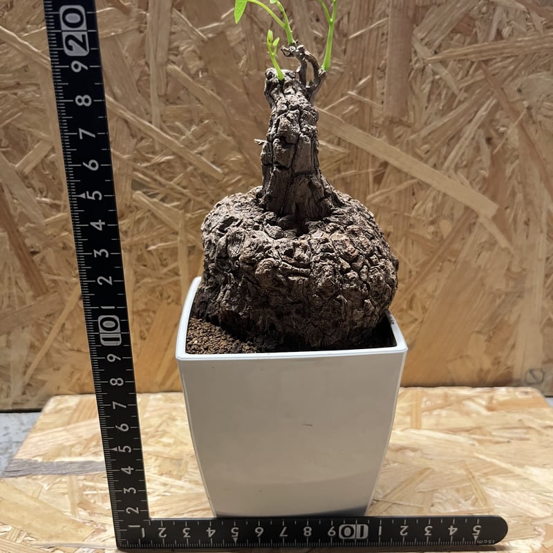 ステファニア スベローサ | GREEN LUCK