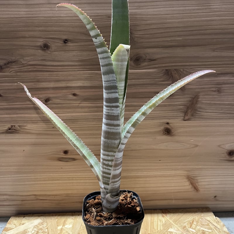 ビルベルギア ブラジリエンシス | GREEN LUCK