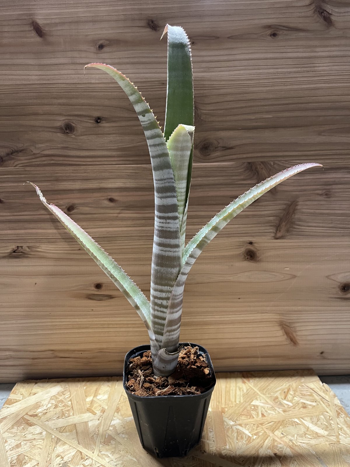 ビルベルギア John Hervy Friend 子株付き 3 ビルベルギア John Hervy Friend 子株付き - メルカリ