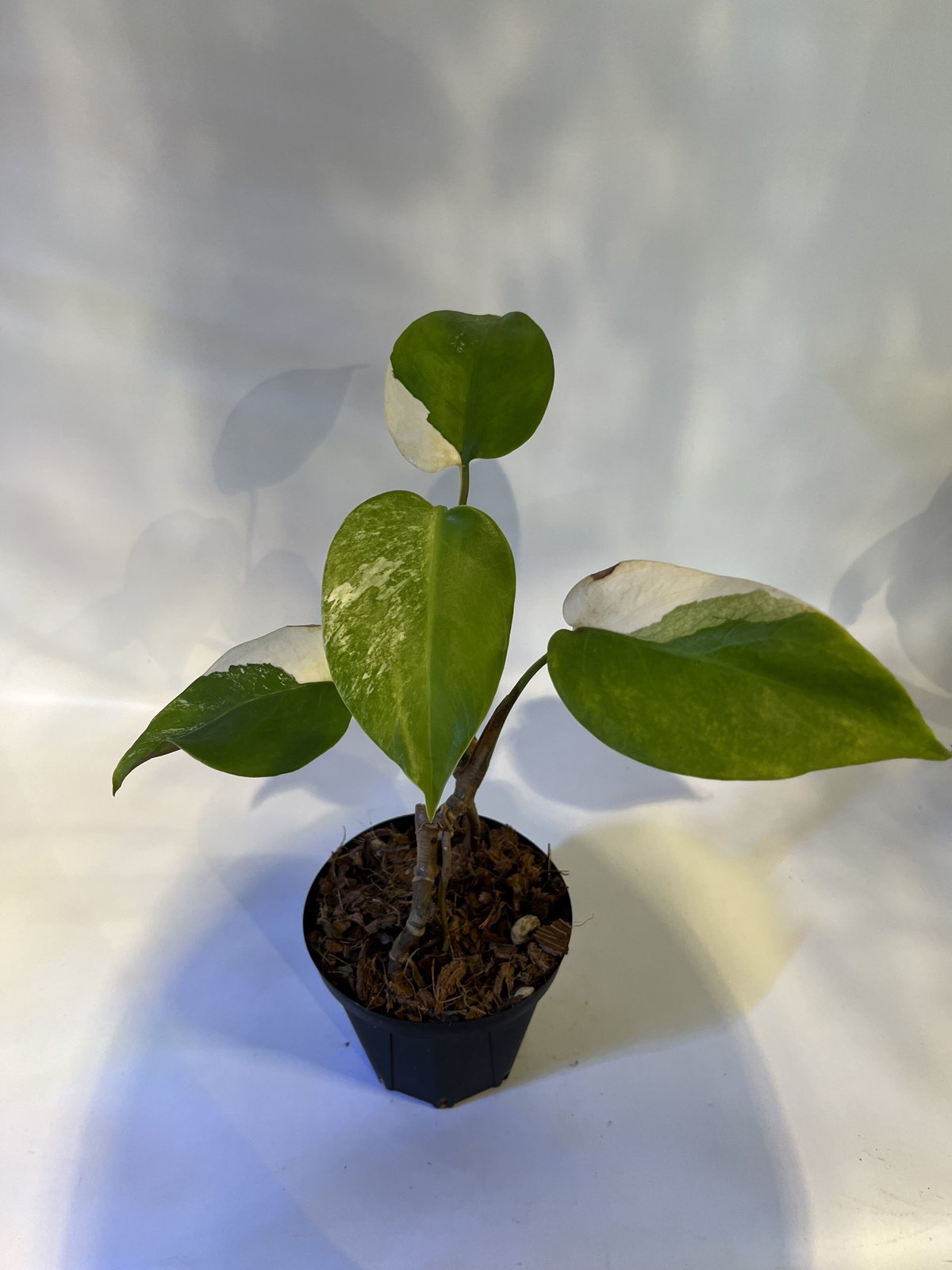 斑入りモンステラ ボルシギアナ ホワイトタイガー | GREEN LUCK