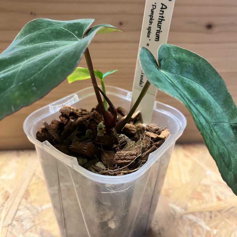 アンスリウム パンプキンスパイス×アントラキー（テズラ） | GREEN LUCK