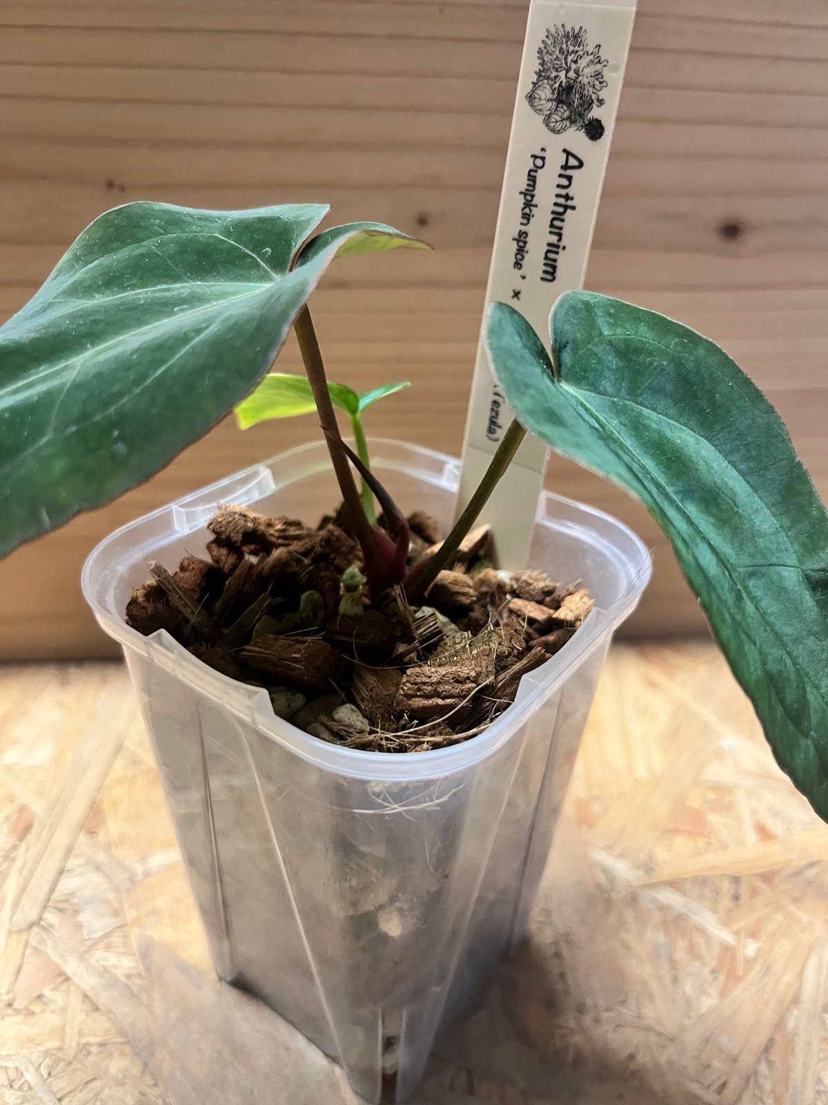 アンスリウム パンプキンスパイス×アントラキー（テズラ） | GREEN LUCK