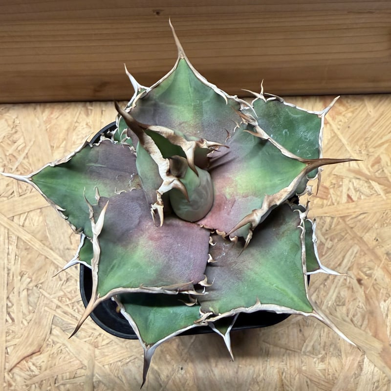 アガベ チタノタ '巨獣' | GREEN LUCK