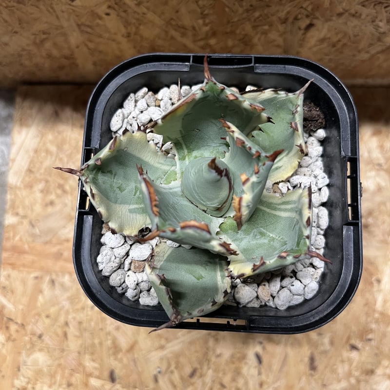 アガベ 蟹錦　変わり斑　中株 Agave isthmensis 