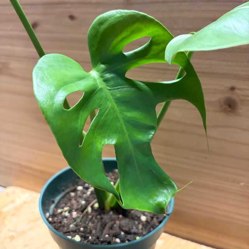 モンステラ デリシオーサ 実生変異 | GREEN LUCK