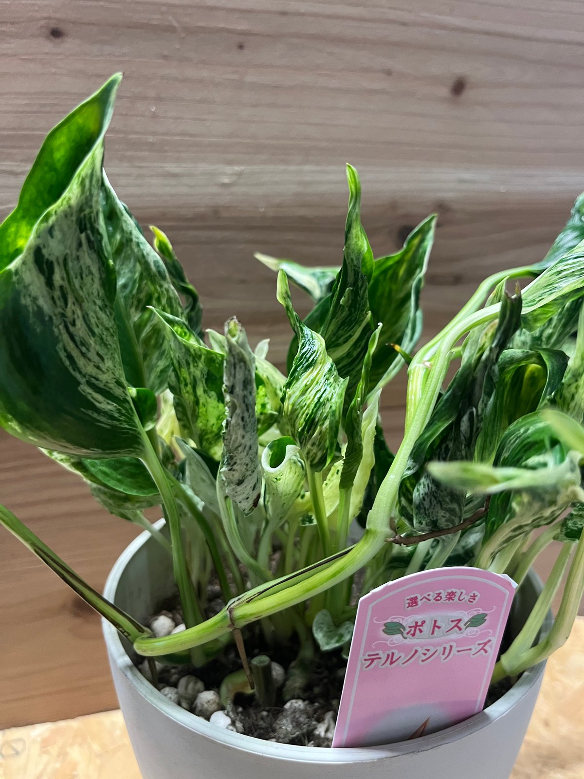 ポトス テルノラブソング | GREEN LUCK