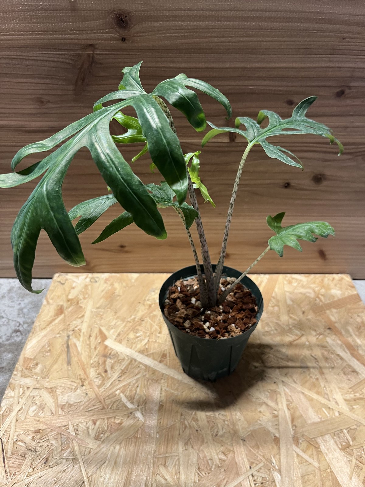 アロカシア ブランキフォリア | GREEN LUCK