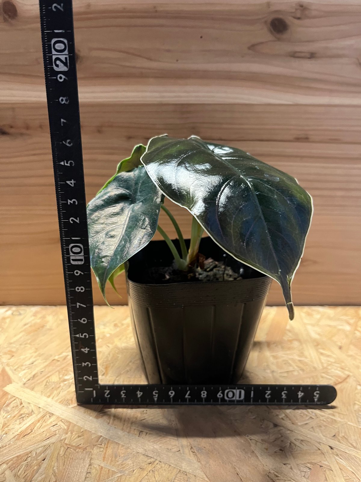 アロカシア アズラニー | GREEN LUCK