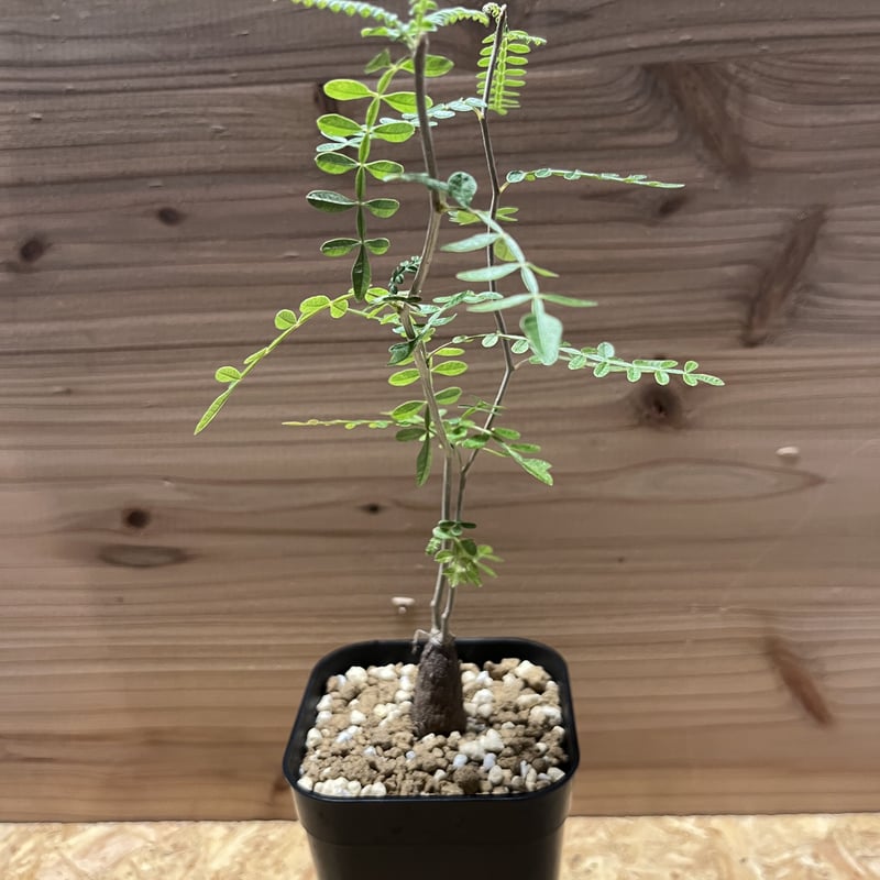 美形・水耕管理中】オペルクリカリア パキプス 発根管理中 【検索用】塊根植物 コーデックス パキポディウム グラキリス アガベ チタノタ - 観葉植物