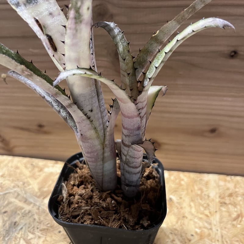 ビルベルギア パイプライン | GREEN LUCK