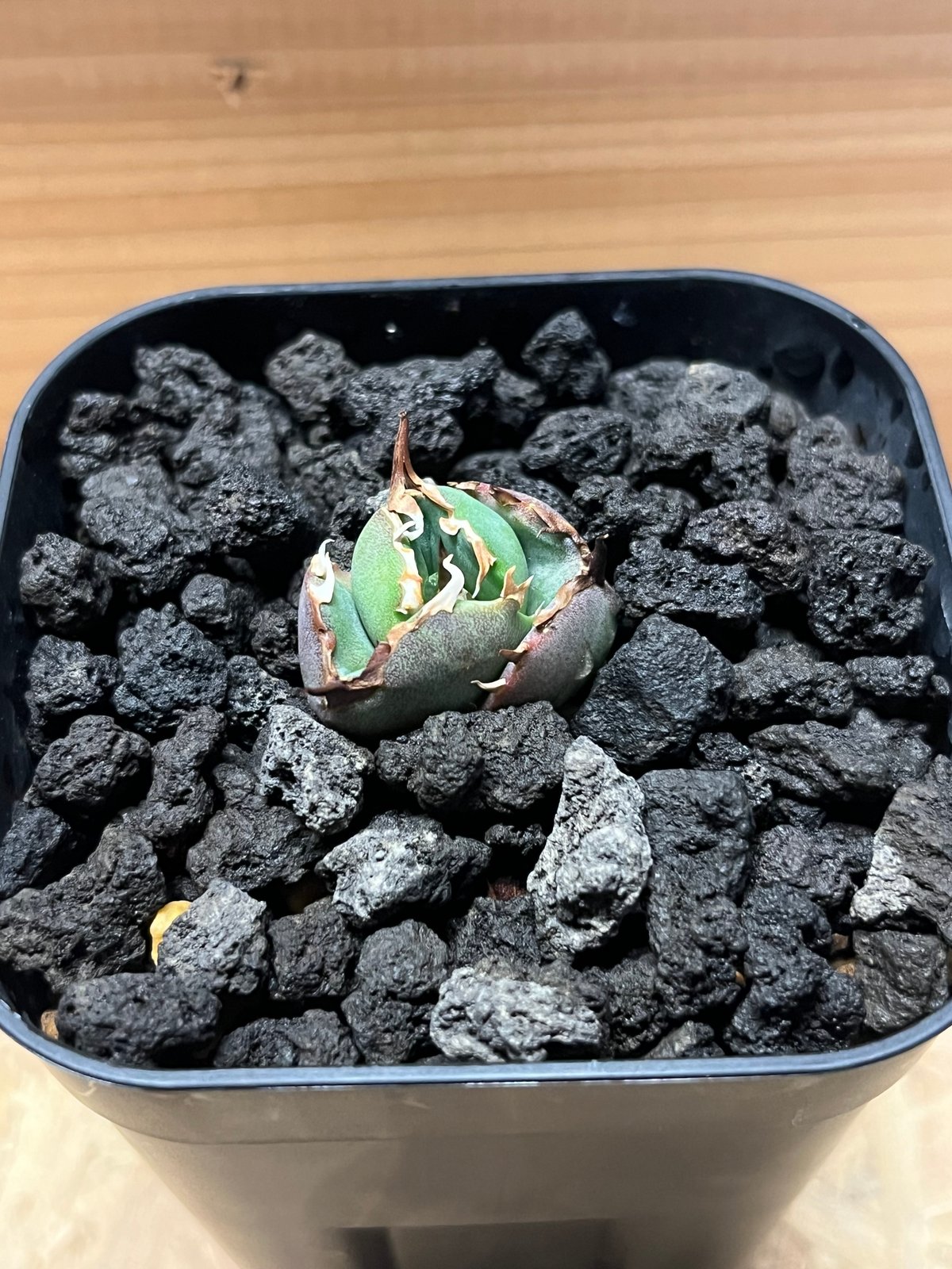 アガベ　バトルアックス　子株　アングリーハート　セット アガベ バトルアックス 子株 アングリーハート セット アガベ バトル