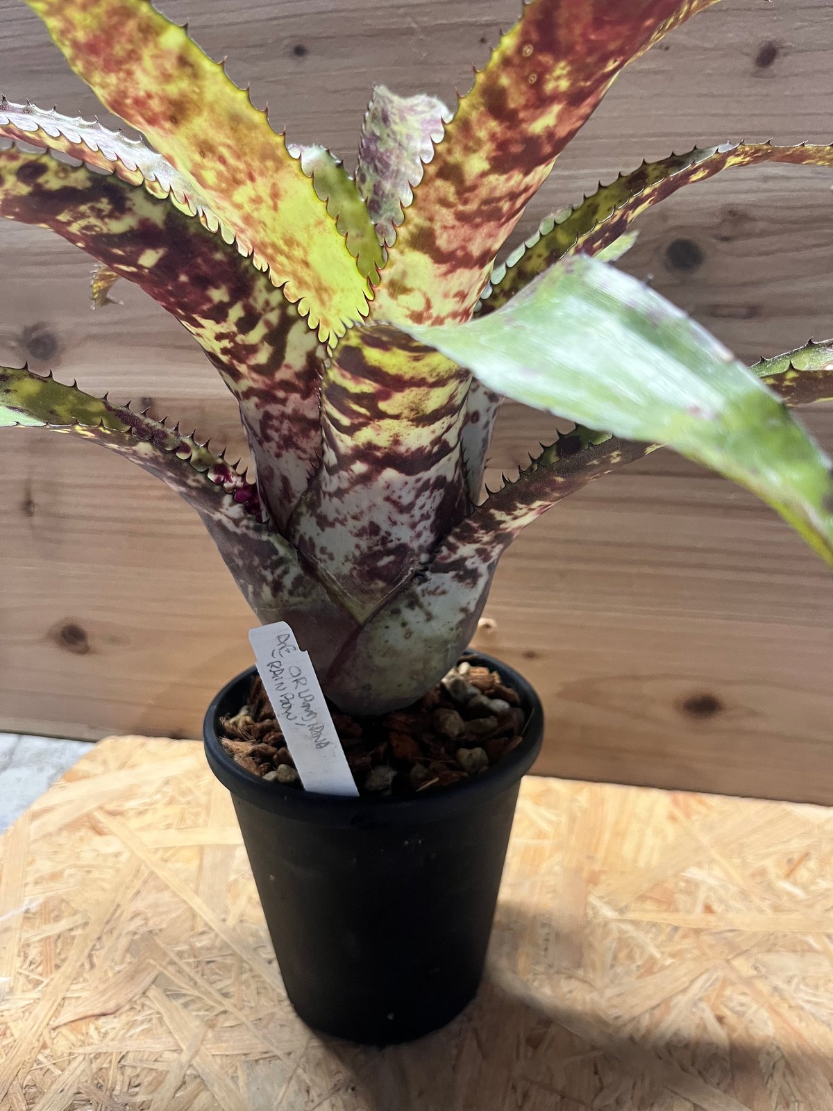 エクメア　オーランディアナ エクメア オーランディアナ 'レインボー' | GREEN LUCK