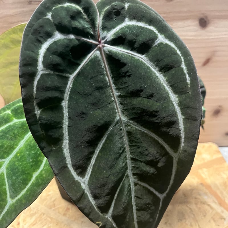 アンスリウム エンジェルズドリーム×カーラブラッキー | GREEN LUCK