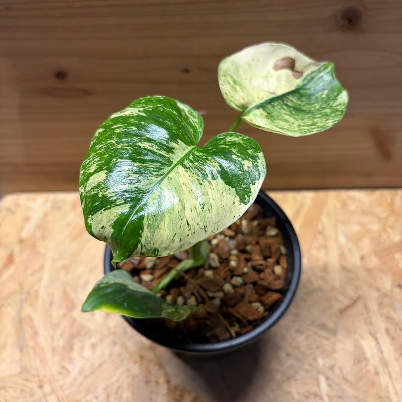 プ*ン様 極上 モンステラ サイアムミント プ*ン様 極上 モンステラ サイアムミント コレクション】モンステラ