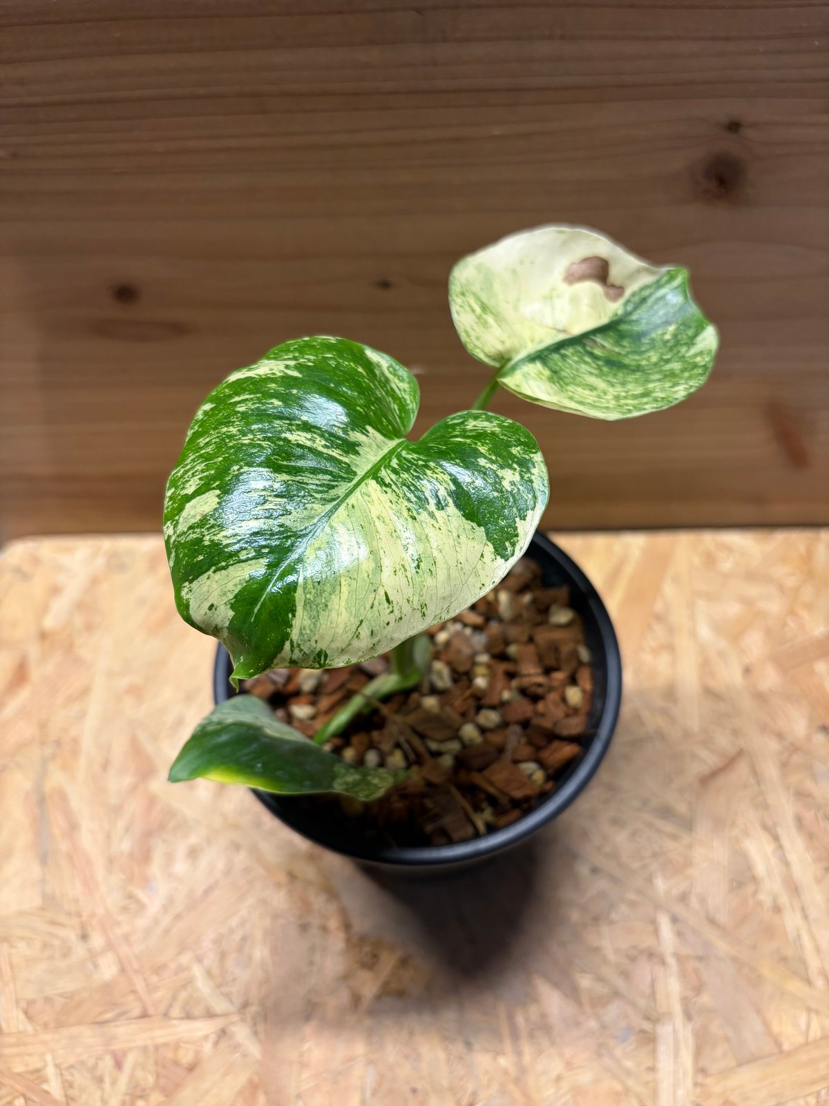 モンステラ デリシオーサ 'サイアムミント' | GREEN LUCK