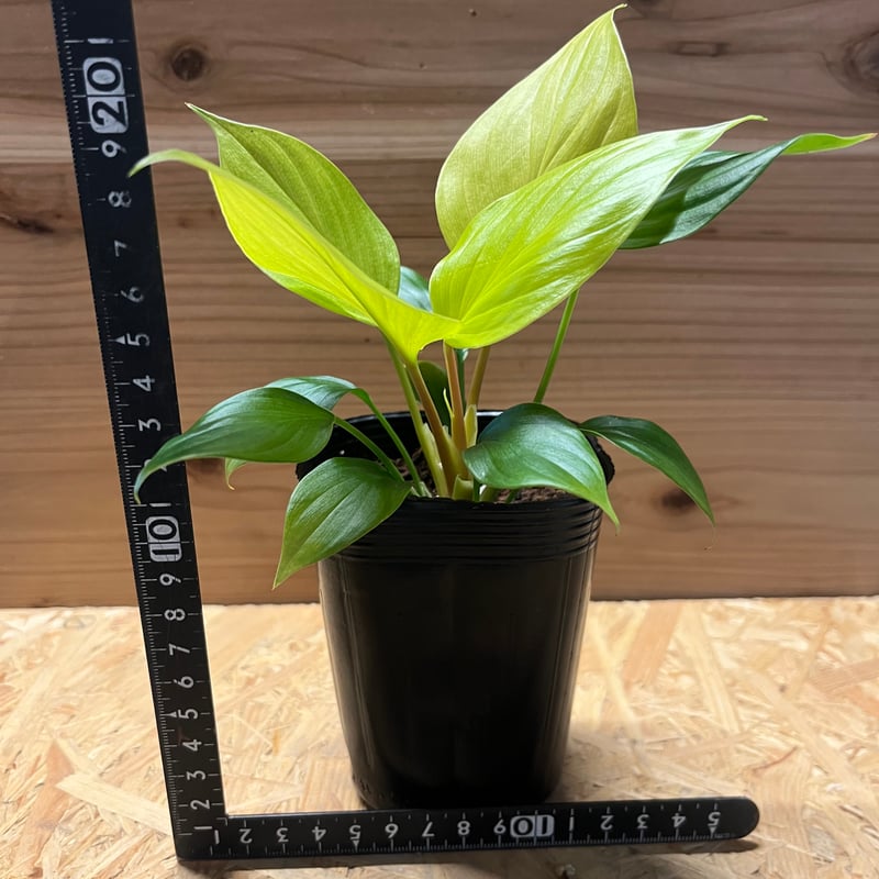 ホマロメナ レモンライム | GREEN LUCK