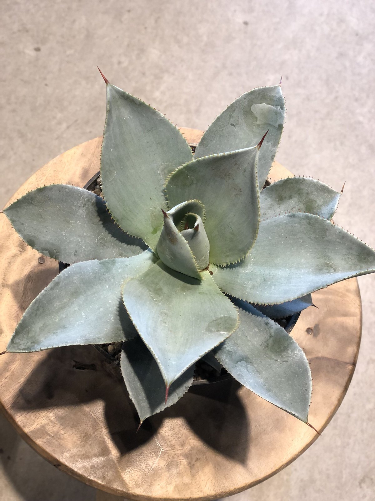 アガベ　ドラゴントゥース　クレスト　綴化2頭個体　縞斑 アガベ ドラゴントゥース クレスト 綴化2頭個体 縞斑 アガベ