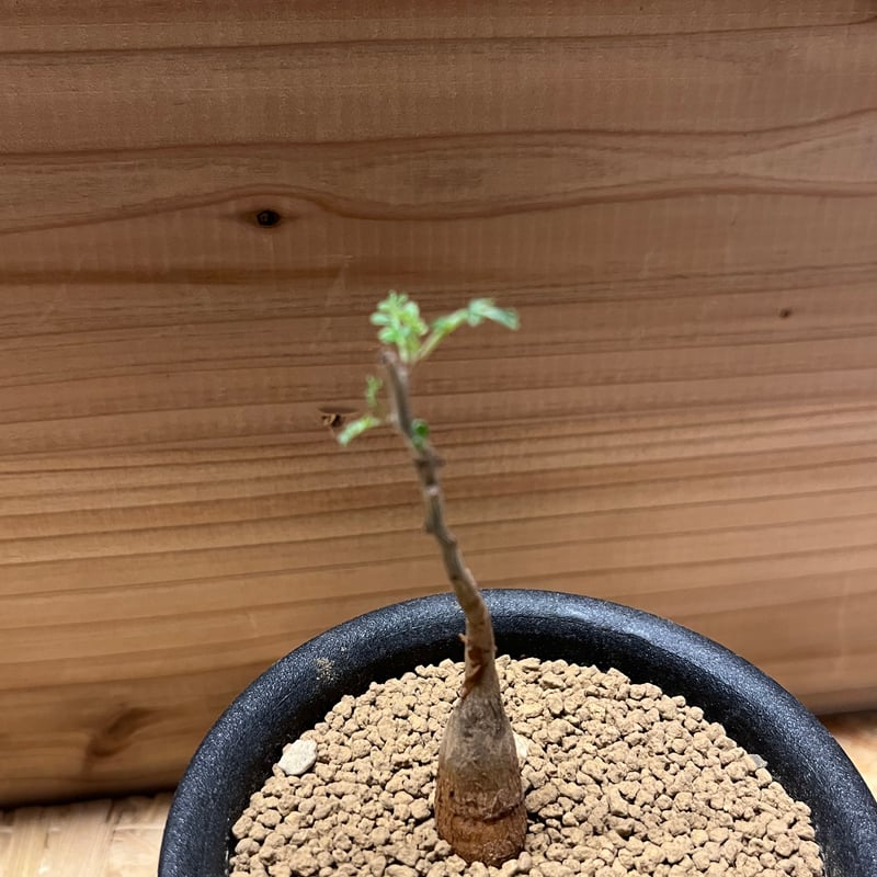 パキコルムス ディスカラー 象の木 | GREEN LUCK