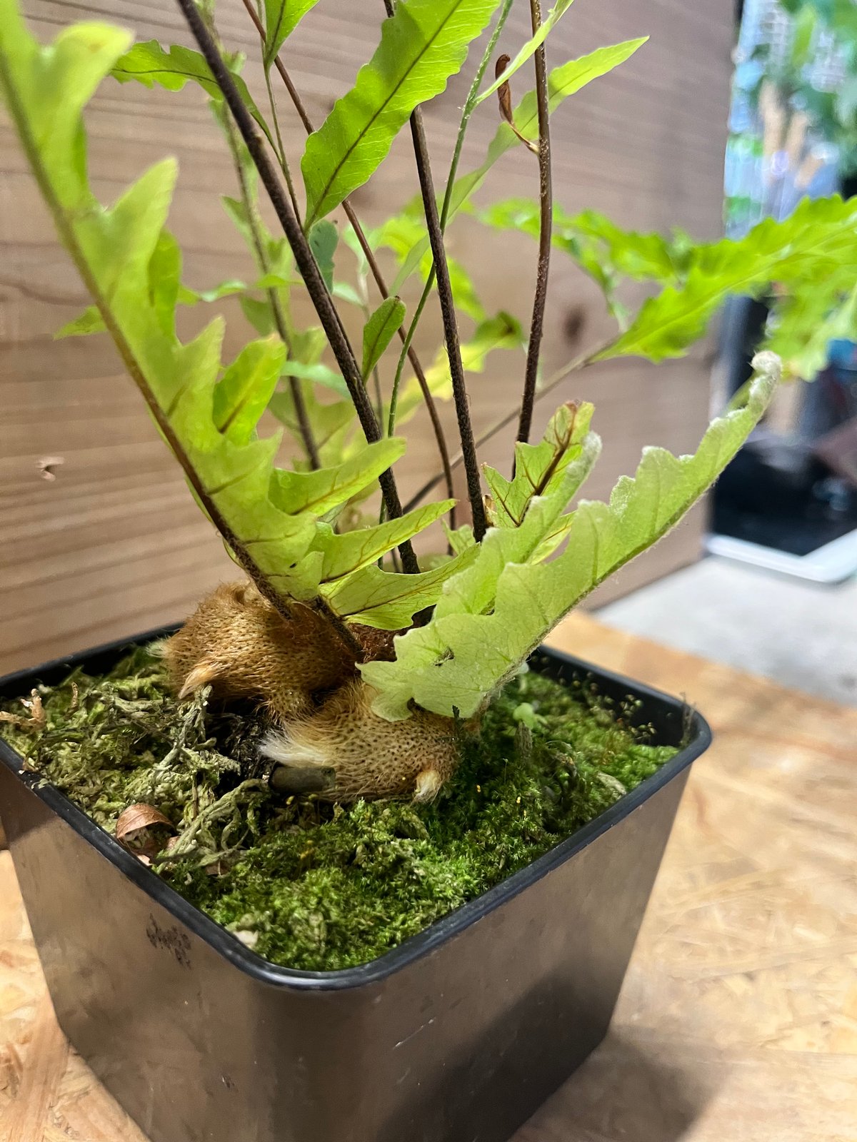 ドリナリア フロリダ | GREEN LUCK