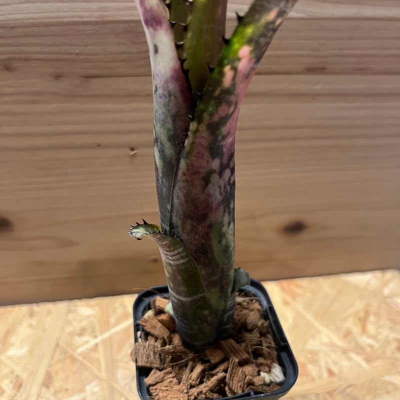 ビルベルギア・ミッドナイトサン ビルベルギア ミッドナイトサン | GREEN LUCK