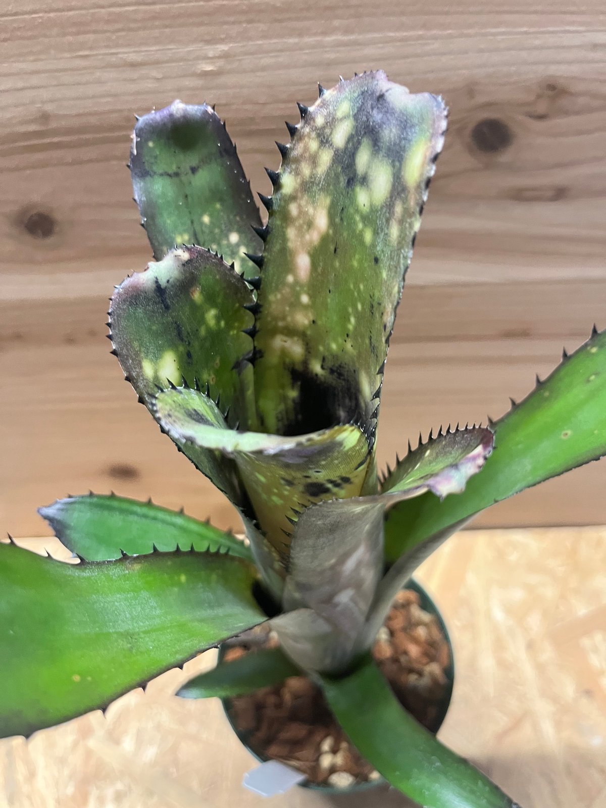 ビルベルギア スローポーク fit=scale-down,w=1200