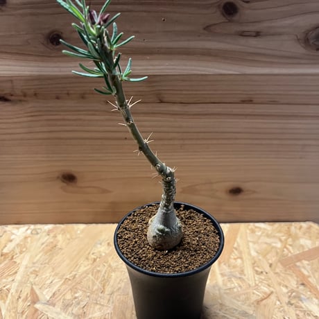 サキュレンタム | STORES