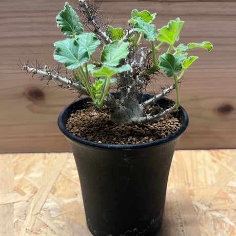 ヤトロファマルギナータ | STORES