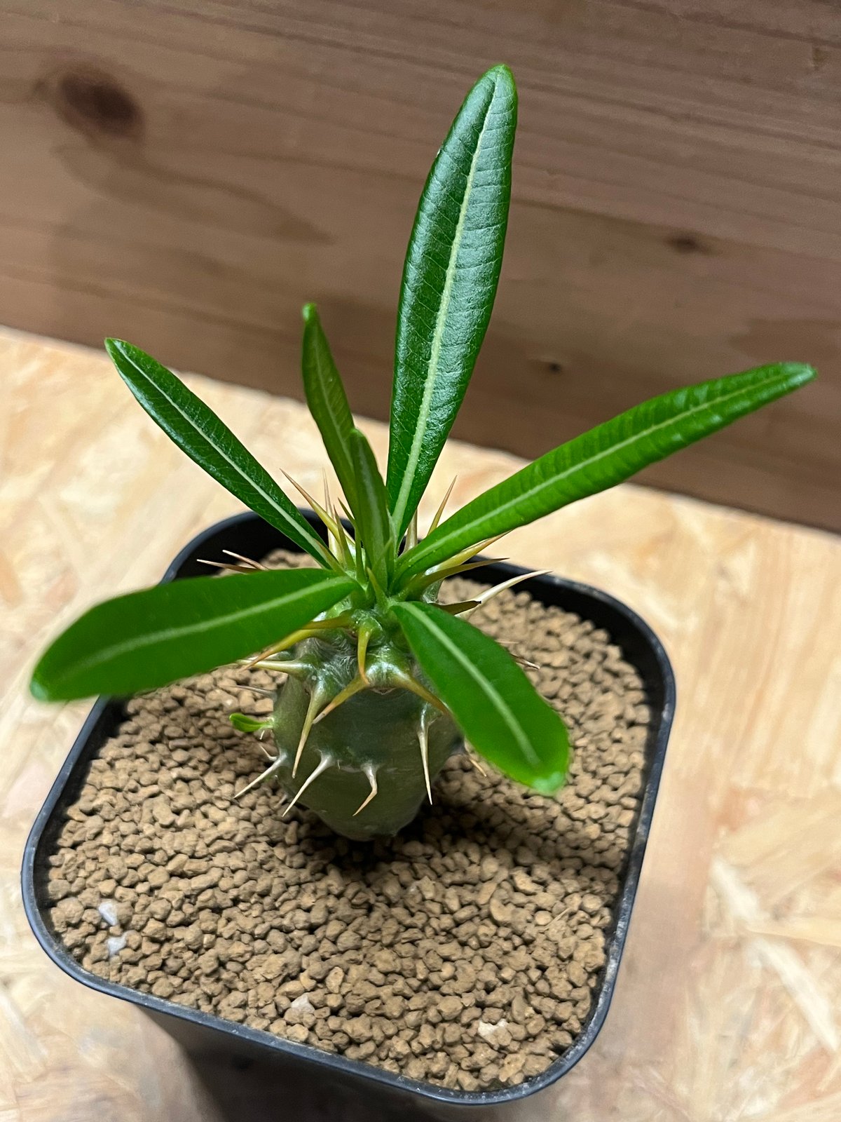 パキポディウム アンボンゲンセ | GREEN LUCK