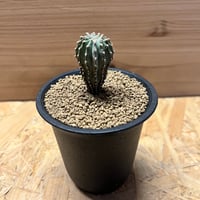 アガベ チタノタ NO NAME 保田修作 鉢付き 作家鉢 アガベ チタノタ NO NAME 保田修作 鉢付き 作家鉢 - メルカリ