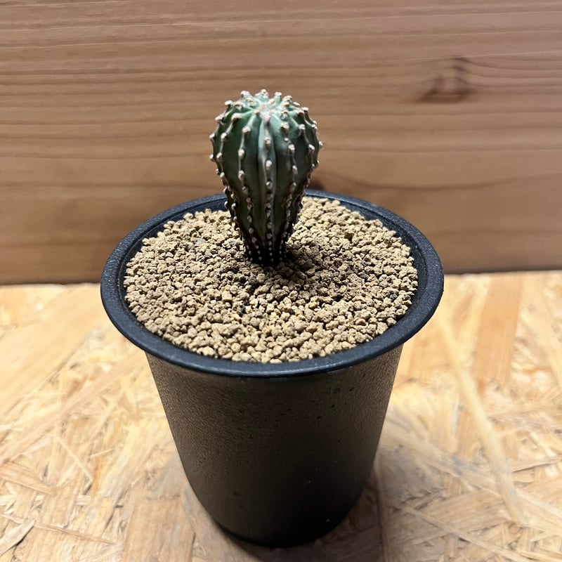 ゲオヒントニア メキシカーナ | GREEN LUCK