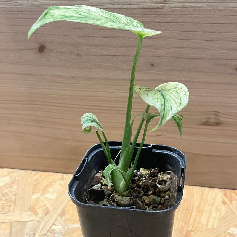 【4017828】モンステラ デリシオーサ フルミント モンステラ・デリシオーサ 'ミント トリカラー' Monstera