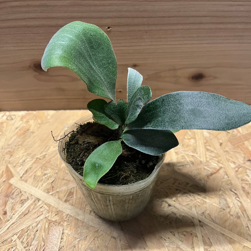 ビカクシダ スノーホワイト | GREEN LUCK