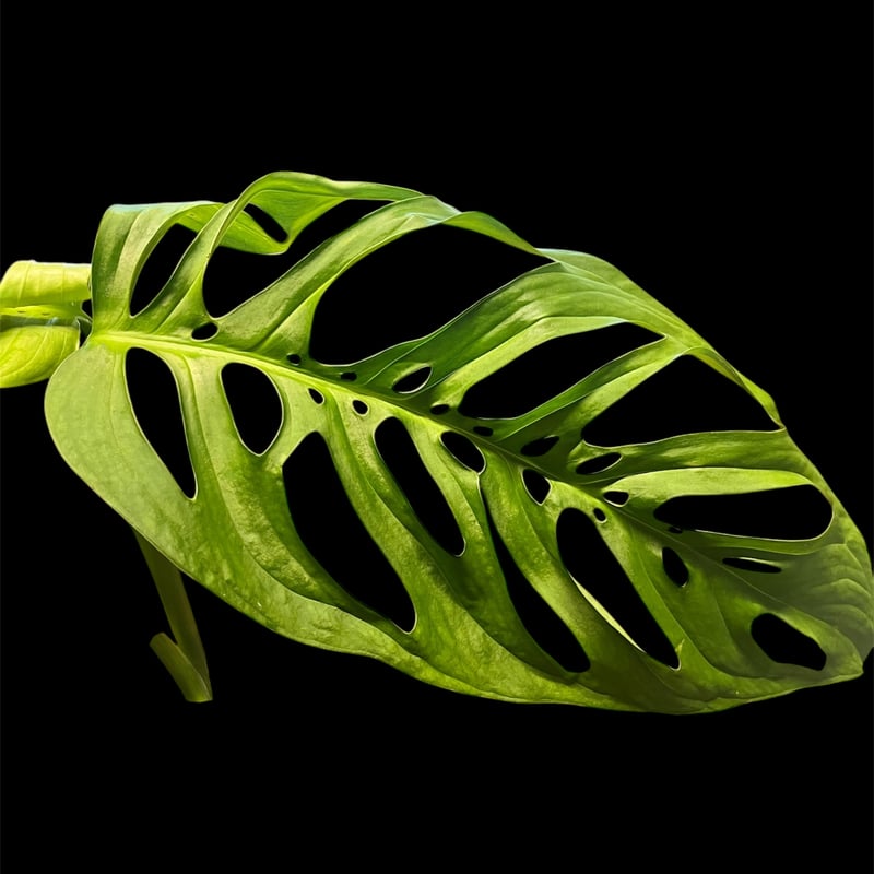 モンステラ エスケレート | GREEN LUCK