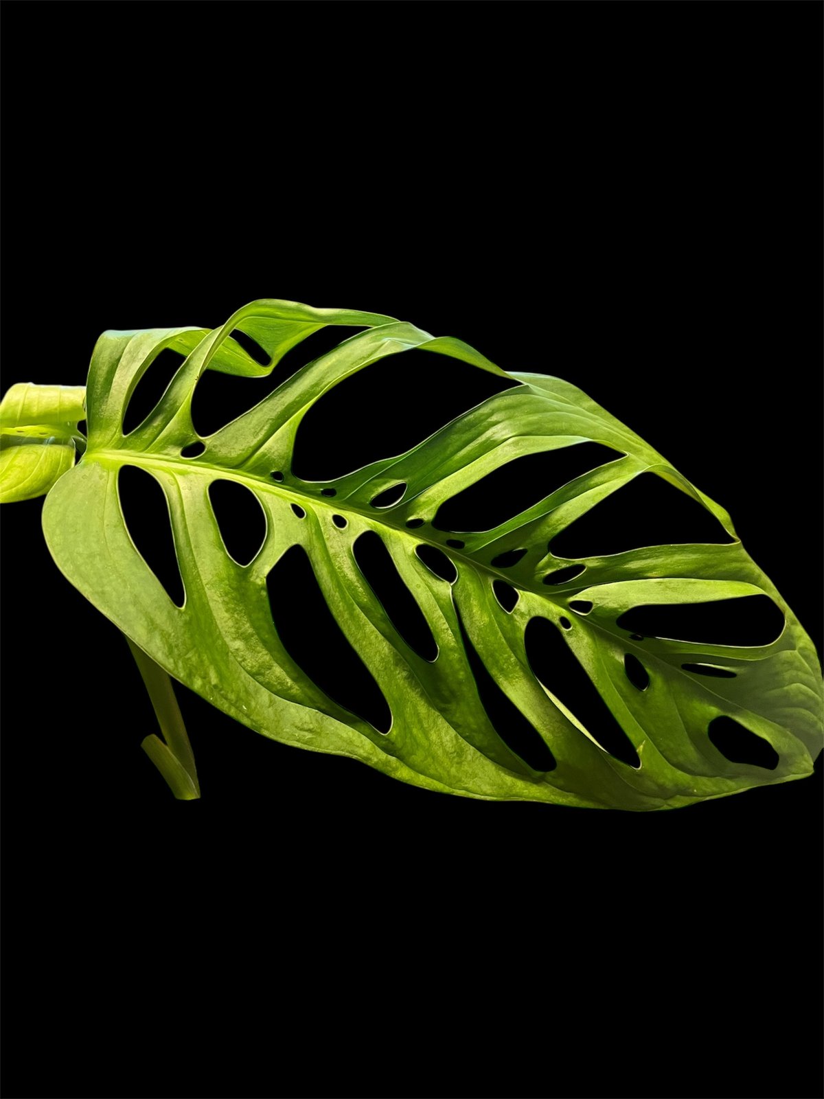 モンステラ エスケレート | GREEN LUCK