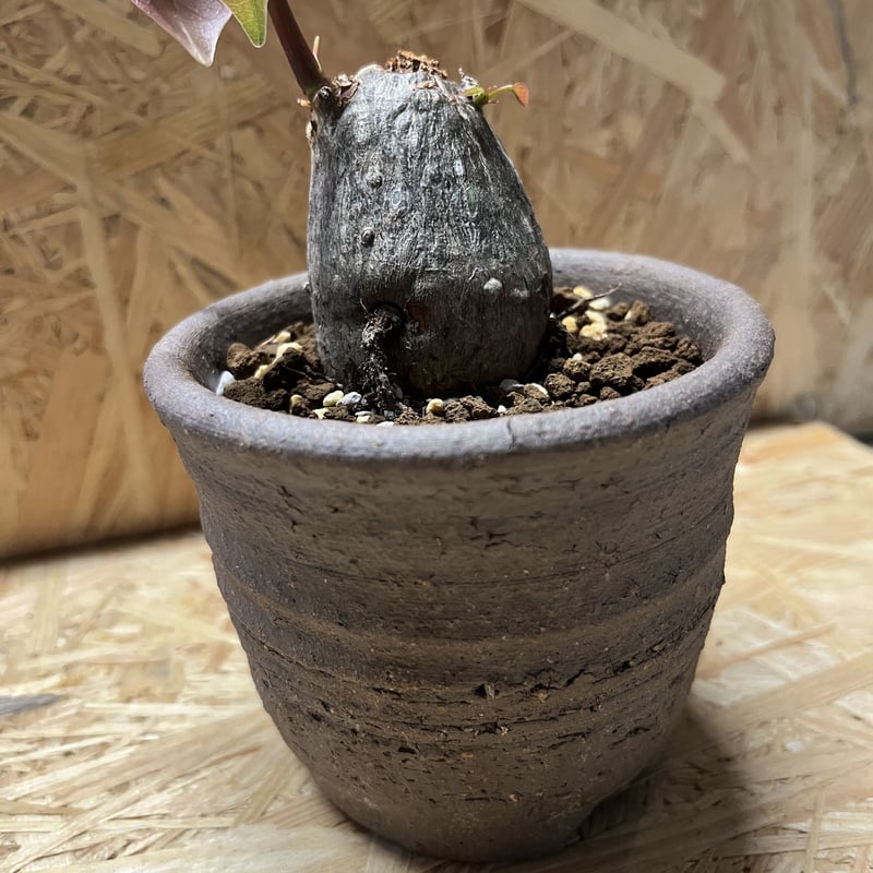 ボンバックス Pseudobombax ellipticum 鉢付発送 ザ・ファームセレクト]プセウドボンバックス：エリプチクム