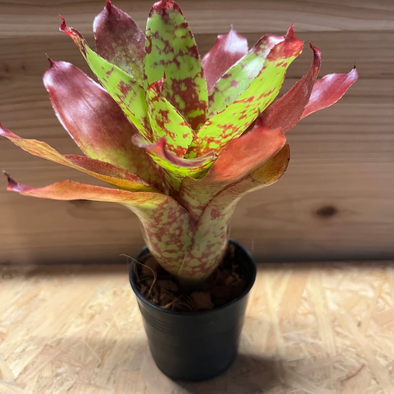 ネオレゲリア ウィーニーザプー | GREEN LUCK