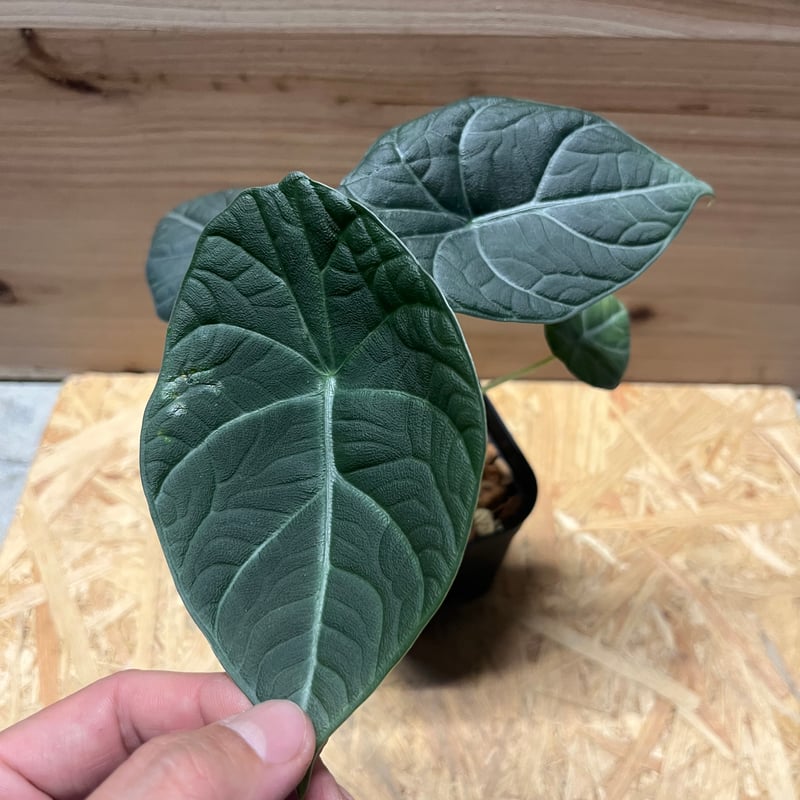 アロカシア ドラゴンムーン | GREEN LUCK