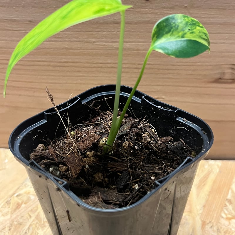 モンステラ デリシオーサ イエローマリリン | GREEN LUCK