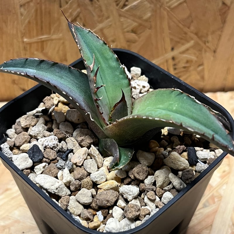 アガベ チタノタ 黒盾 | GREEN LUCK
