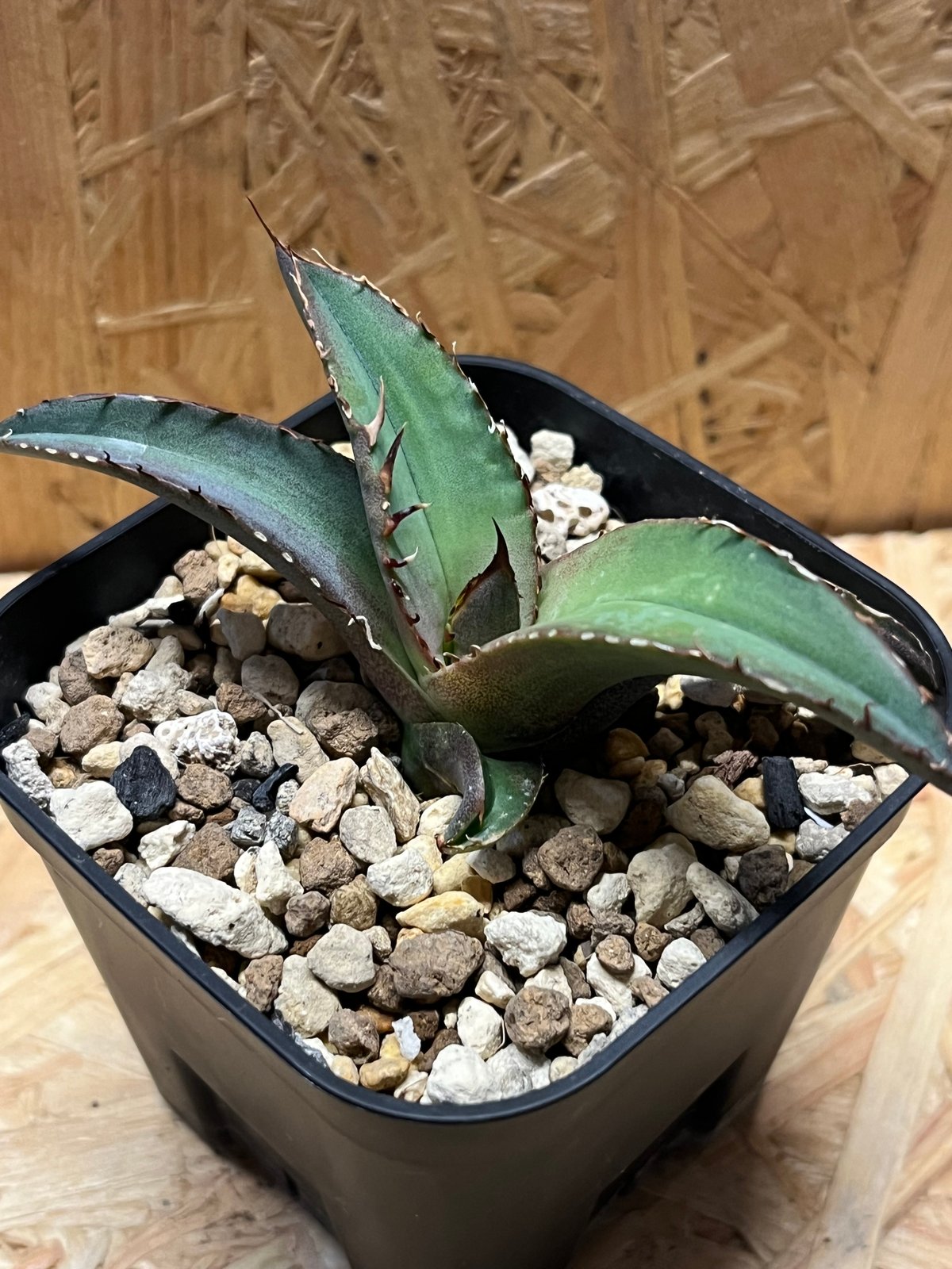 アガベ チタノタ 黒盾 | GREEN LUCK