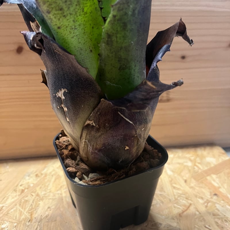 ホヘンベルギア レオポルドホルスティ ブラックフォーム | GREEN LUCK