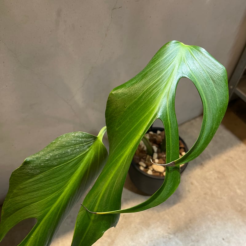 モンステラ ディラセラータ バールマルクスフレーム | GREEN LUCK