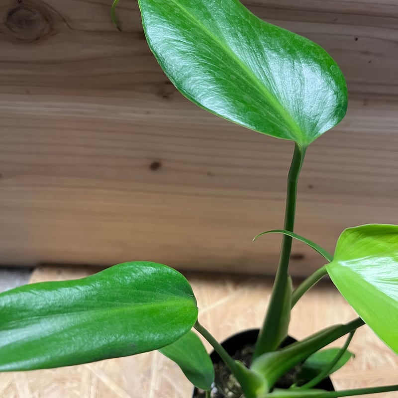 モンステラ バールマルクスフレーム | GREEN LUCK