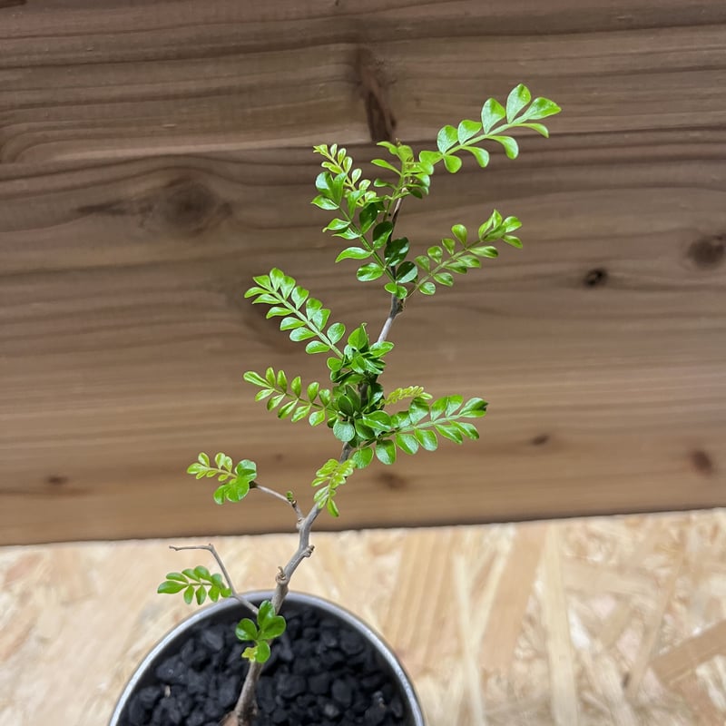 オペルクリカリア パキプス実生×かみ山陶器 | GREEN LUCK