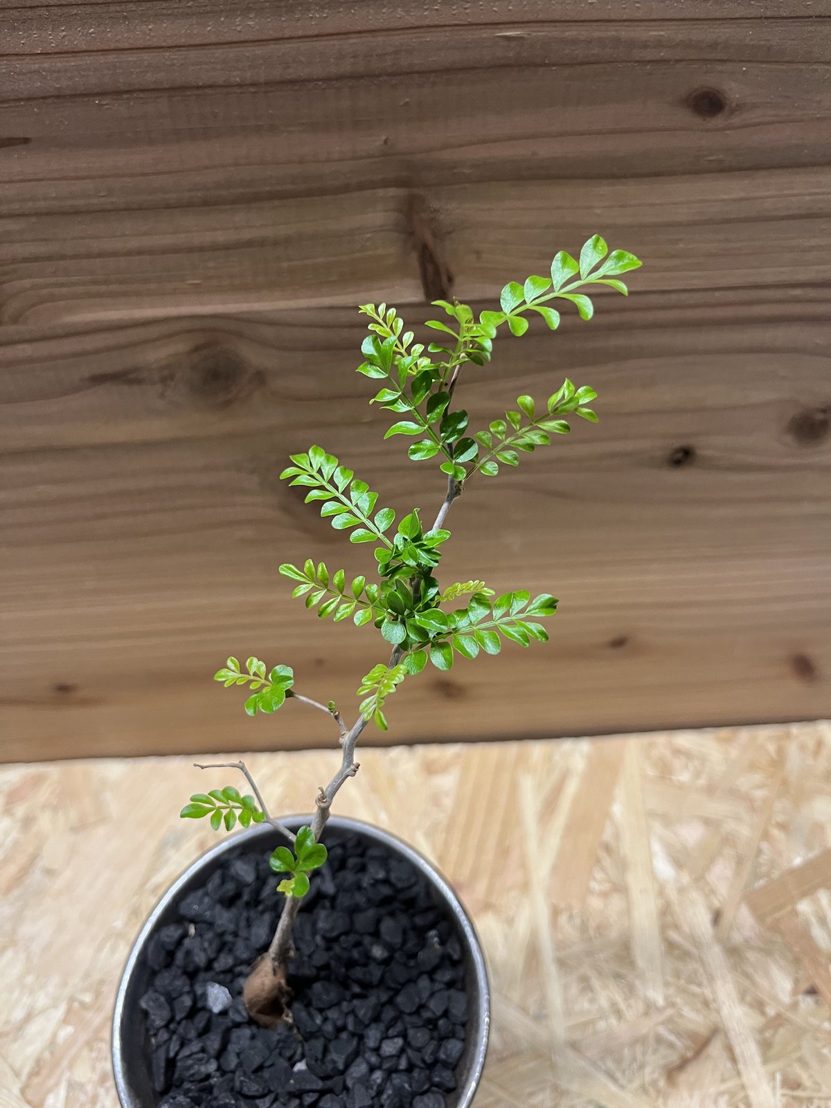 オペルクリカリア パキプス実生×かみ山陶器 | GREEN LUCK