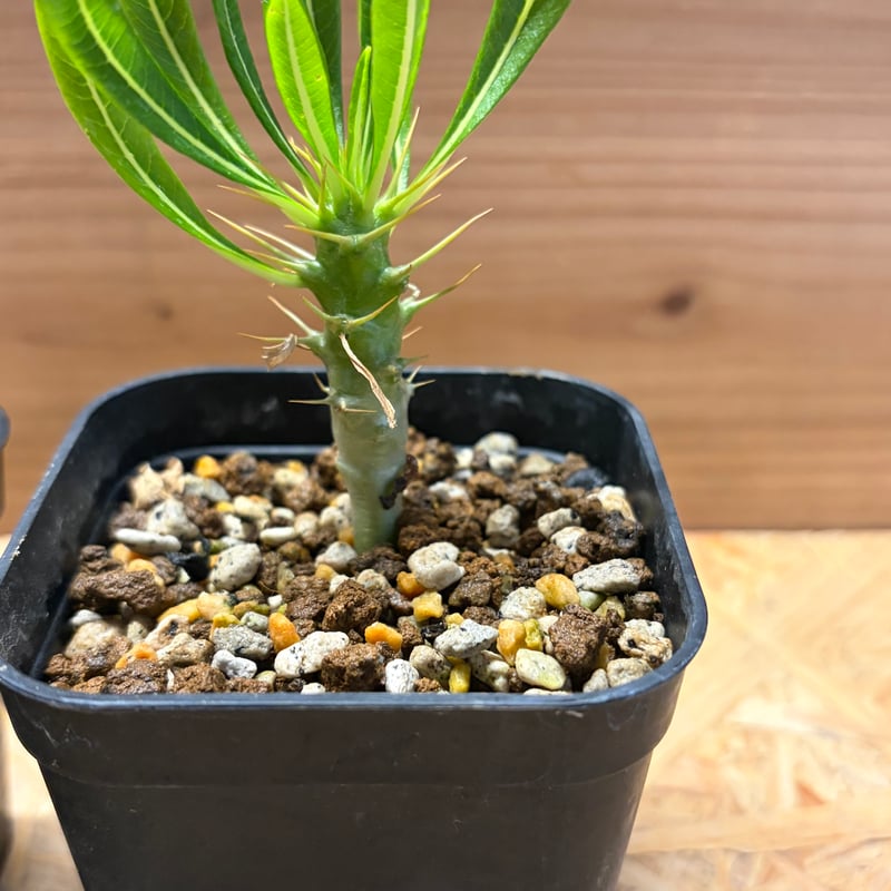特別価格 2月入荷 100粒 種子 パキポディウム アンボンゲンセ パキポディウム アンボンゲンセ | GREEN LUCK