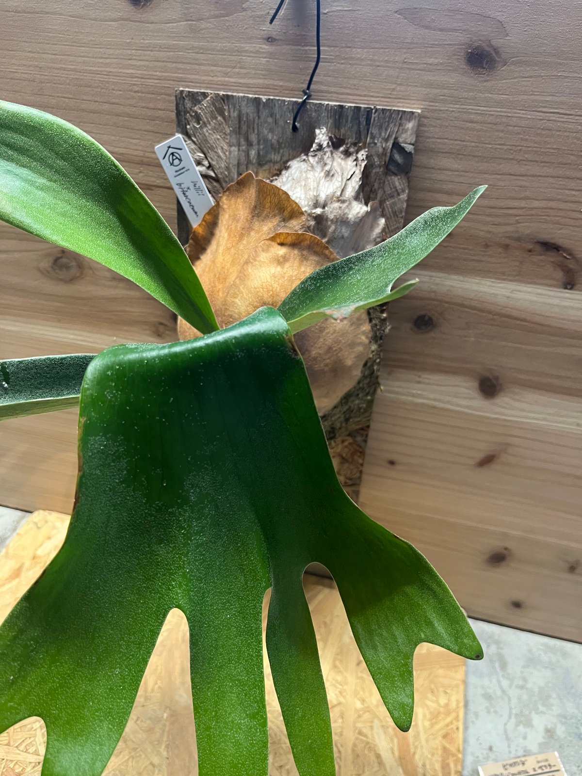 ヒリー✖️ビフルカツム　交配種 園芸ネット本店｜ビカクシダ（コウモリラン）：ナームマオ（ヒリー