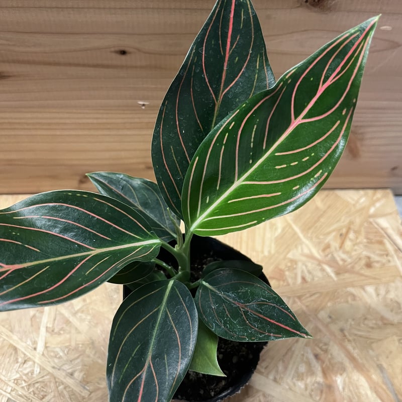 アグラオネマ　ロタンダム　アチェ　ハイランド産 011005CC アグラオネマ ロタンダム アチェ ハイランド産 115aa - メルカリ